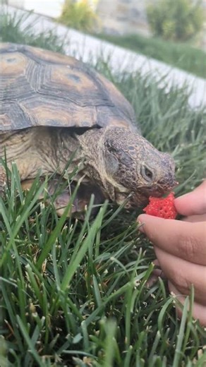 desert tortoise eating a strawberry #reptiles