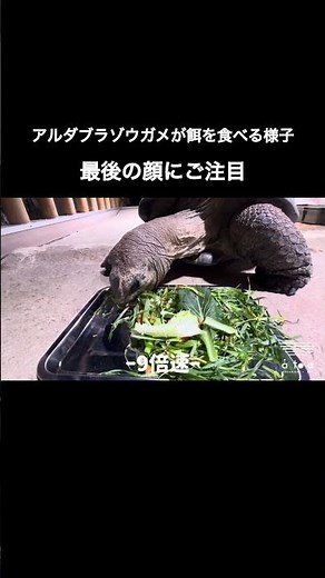 AQUARIUM × ART átoa #ゾウガメ #アート #アルダブラゾウガメ #atoa #アトア #水族館 #神戸 #kobe #수족관 ##고베 #神戶 #神户 #aquarium