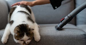 Quelle (bonne) routine ménage adopter quand on a des animaux ?