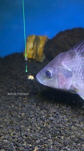 1.4M views · 4.2K reactions | Cara Ikan Makan Umpan #fishing #mancing #fishingtips #tutorial #fyp | Agus Subarna | Facebook