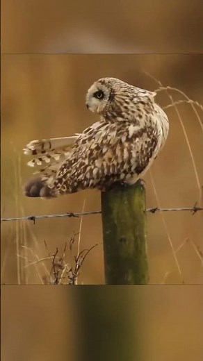 Beautiful short eared owl ruffled by the wind