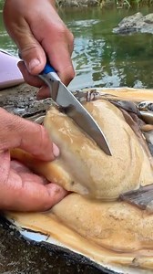 2.3M views · 10K reactions | Shimmering Pearls from the Deep Girl's River Adventure Unveils Giant Clam's Hidden Gems #pearl #pearls #gems #gemstones #reels | Hai jiang | Facebook