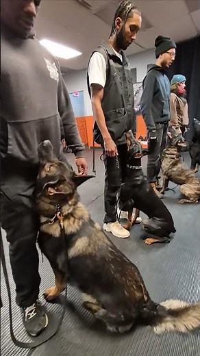 Schools in session!#igp #schutzhund #psa #working k9 #protection training