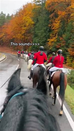 Favorite Horse Sound Compilation