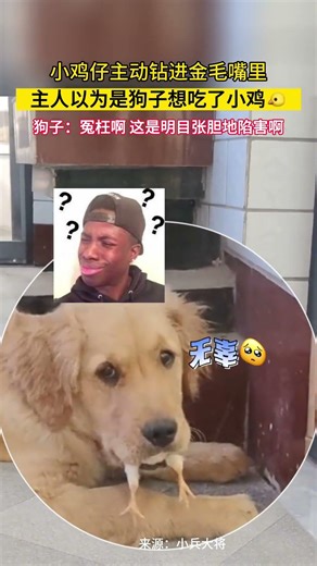 我说我是无辜的你们信吗