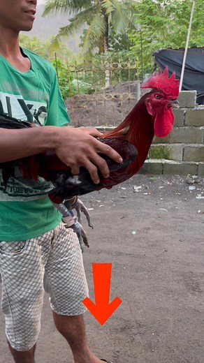 368K views · 2K reactions | Peruvian Cascabel #jfgfowlbreedgallosbicolanosgf | Jfg Fowl Breed | Facebook