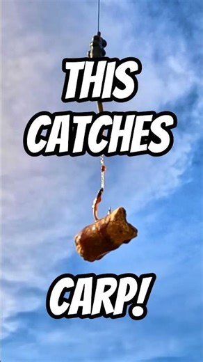 How I Catch Carp & Smallmouth Buffalo #carpfishing #bankfishing