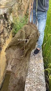 🌱💪 Removing Deep-Rooted Plants from a Narrow Drainage Channel #shorts