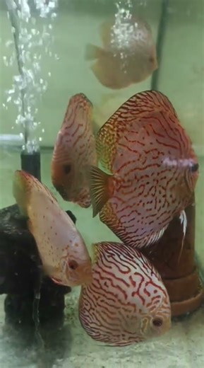 White Rose Discus, Nice Fish..