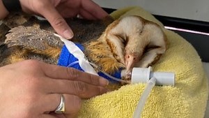 Some rodenticides kill wildlife that eat poisoned rats, mice. Bill looks to limit use