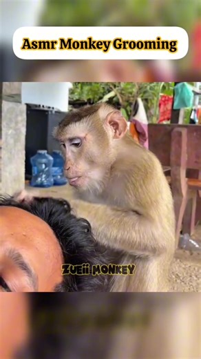 Experience Brain-Melting ASMR Sounds