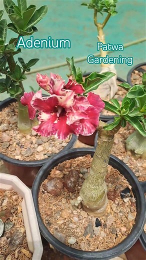 adenium flowering/adenium care/adenium