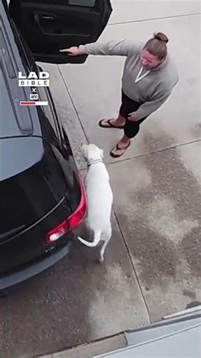 We usually load our dogs into the boot... 🤣 (🎥: AFV)