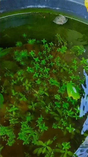 feeding my guppy fish #aquarium #feeds