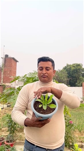 9 Best Winter Flowering Plants | Sardiyon ke Phool #winterflower #plants #gardening #short #shorts