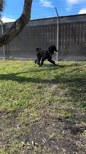 151 reactions · 54 shares | Our dog adoptions rooms are nearly bursting with dogs and puppies of every size, shape, and personality. Check our website (link in bio) to learn more about them! We’re open for adoptions Tuesday through Sunday from 10 a.m. to 6 p.m. at 2911 47th Ave. N, St. Petersburg FL #Adopt #AdoptDontShop #AdoptAShelterDog #AdoptLocal #KeepStPeteLocal #StPete #ThingsToDoInStPete #StPeteFl #StPetersburgFl #Tampa #TampaBay | Friends of Strays Animal Shelter | Facebook