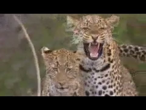 Social Behavior of Lions, Leopards and Cheetahs | BBC Studios