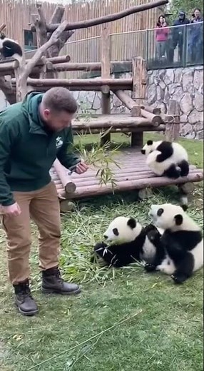 Panda Sneezing Chain Reaction!