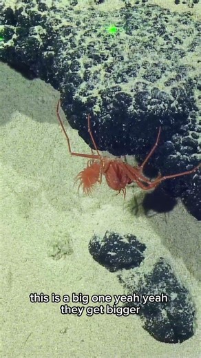 The hottest fashion trend this year is the #anemone backpack, as modelled here by a homolid crab.