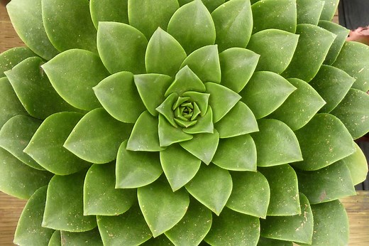 Aeonium Uses, Photos, IDs, Varieties | Debra Lee Baldwin, Succulent Pro