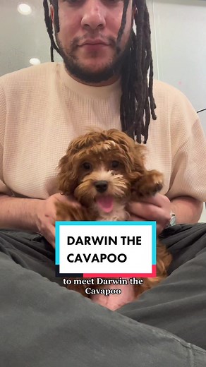 Exploring the World of Cavapoos: Understanding the Downsides