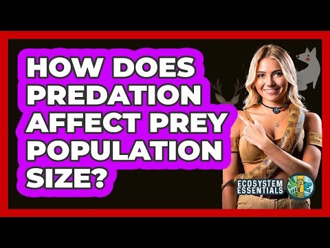 How Does Predation Affect Prey Population Size?
