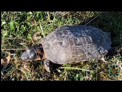 Wood Turtle Worm Stomp Behavior Caught on Video