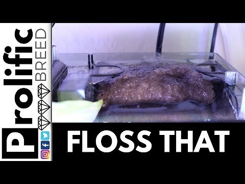 FLUVAL AQUACLEAR 50 70 110 TIPS FOR CLEAR WATER