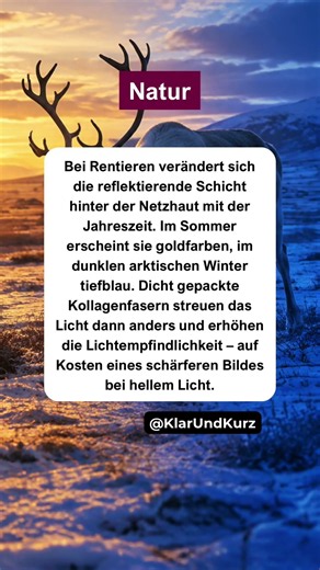 Warum Rentieraugen im Winter blau werden. #natur