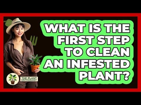 What Is The First Step To Clean An Infested Plant?