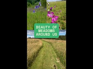 Exploring meadows. Harvesting wild flower seeds.