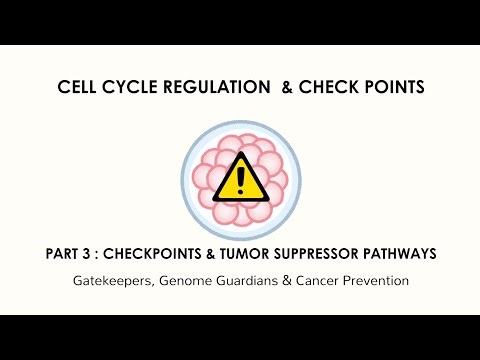 Cell Cycle Regulation Part 3 | Checkpoints & Tumor Suppressors | CSIR NET | Unit 2