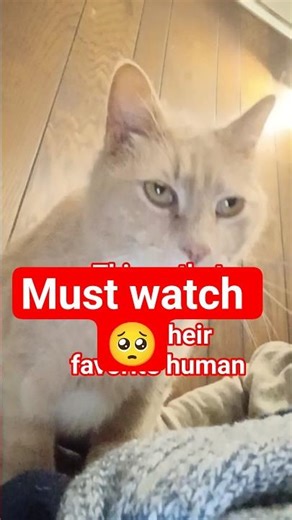 cat gets angry about petting dog then forgives 🥺 #subscribe #cat #fyp