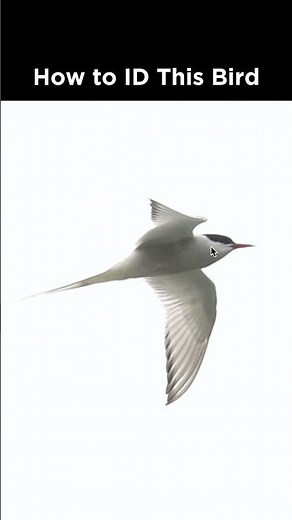 Can you identify this tern?
