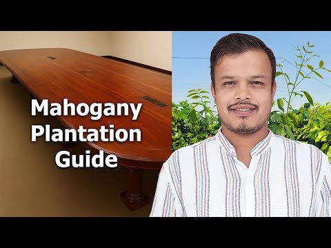 Mahogany Plantation with Contract Farming