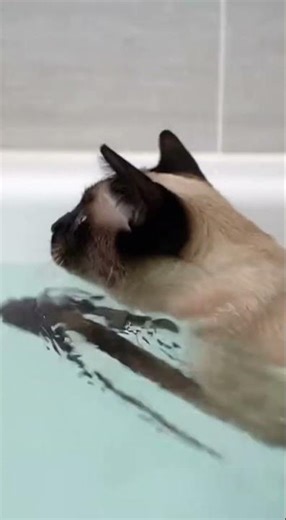 Sleek Siamese Cat Makes A Decisive Dive Into The Bathtub! 💦