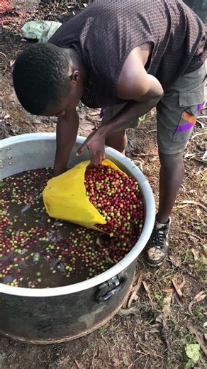 coffee processing