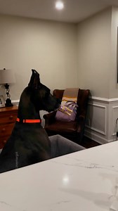 316K views · 2.6K reactions | Just a rubber chicken in a purple polka dot bikini #greatdane #dog | LoveMargot | Facebook