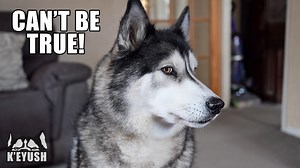 Key got the surprise of his life when I told him he was going to stay at his best friend's new house! He didn't beleive me! | Keyush the Stunt Dog