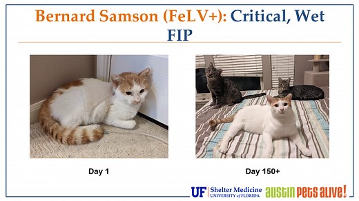 Saving Shelter Cats with FIP: Innovative Treatment Strategies »  Shelter Medicine Program » College of Veterinary Medicine » University of Florida