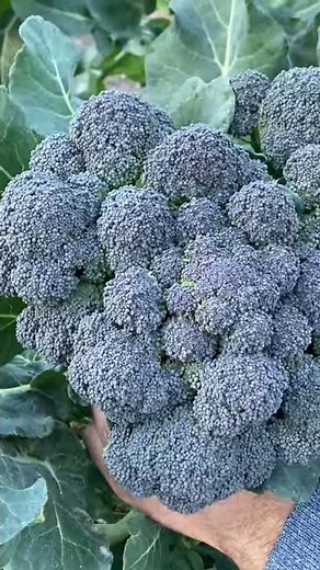 WHEN AND HOW TO HARVEST BROCCOLI | #SHORTS