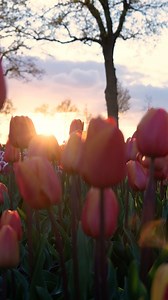 Tulips, Flowers, Field. Free Stock Video