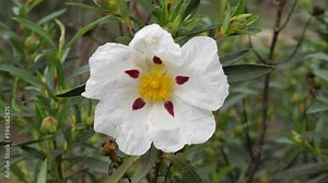 Gum Cistus (Cistus ladanifer) flower blowing in the wind