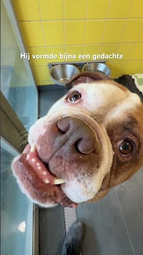 Tom is nog niet beschikbaar voor adoptie. 🐾🐶 Bij interesse; houd onze website in de gaten!