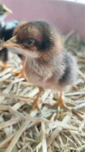 🐤Hatching and Adorable Chicks First Steps🐣!!#hatchingeggs #babychicks #Farmlife #cuteanimals #shorts