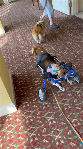 5.1K views · 419 reactions | It bees a long ways to the elevator from Mitzi’s house ~ little SC ❤️ | Sebastian Cabot it's a Family Affair | Facebook