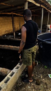 How to feed maggots to fish and other livestock, excluding layers | Bempet Organic Farm