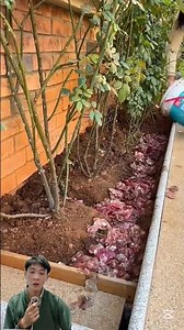 Use fish as fertilizer to grow plants #easyfarming