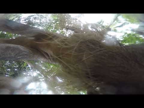 Borneo's wild pig eating GoPro 4 camera