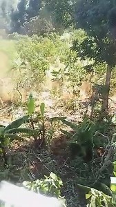 Elephant Tramples man in Igembe- Meru. | BAITE TV